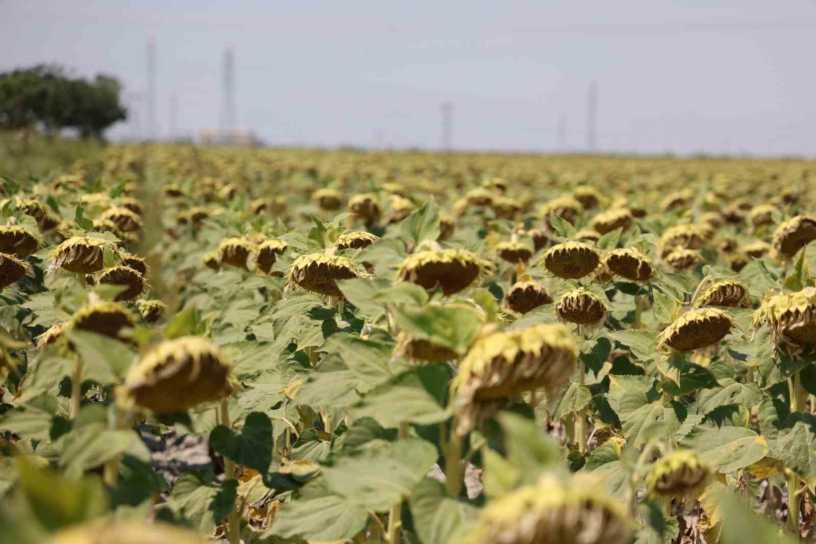 ‘Kiralık tarla’ uygulaması başladı, uzmanlardan uyarı geldi