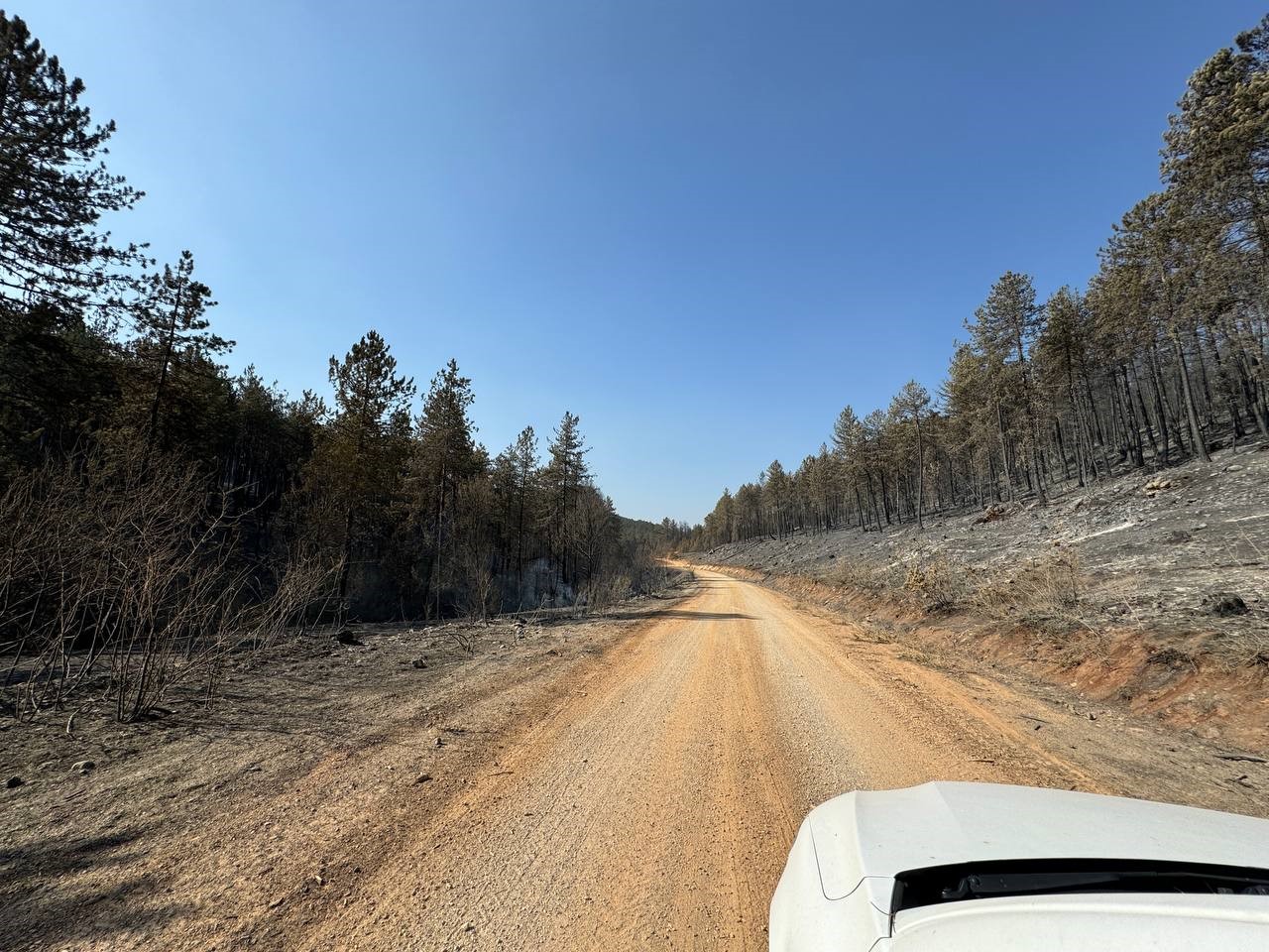 Karabük’teki orman yangınında geriye acı manzara kaldı