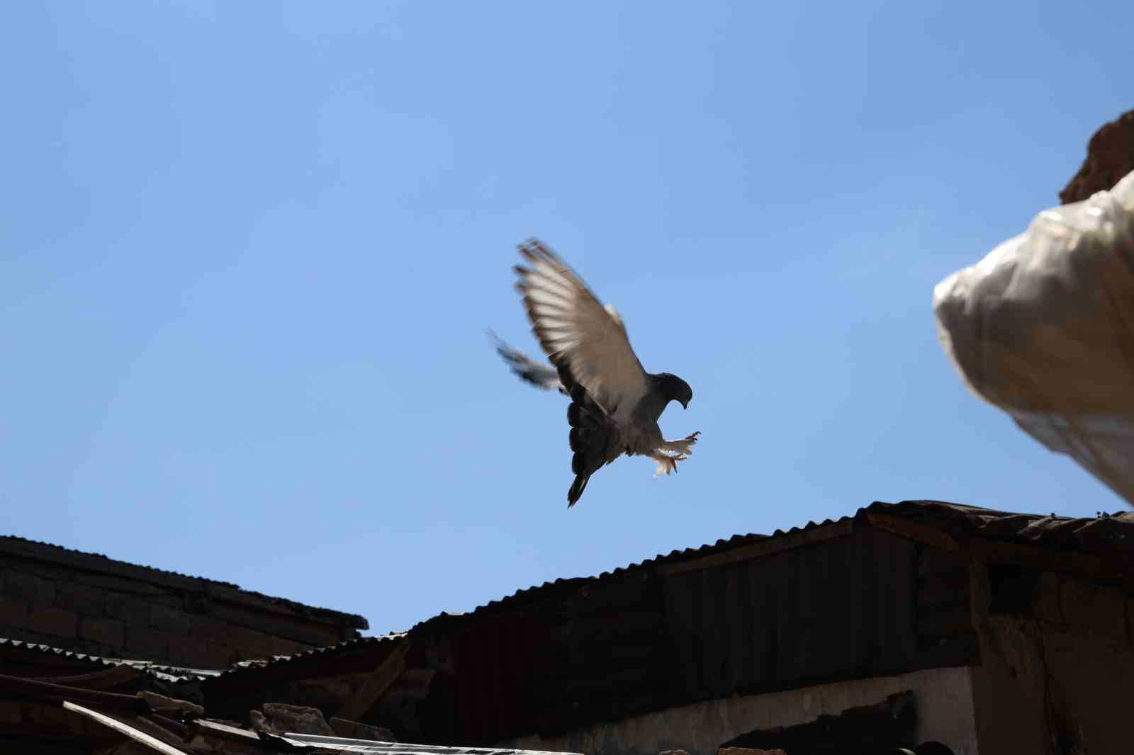 Banka kasası değil güvercin kümesi