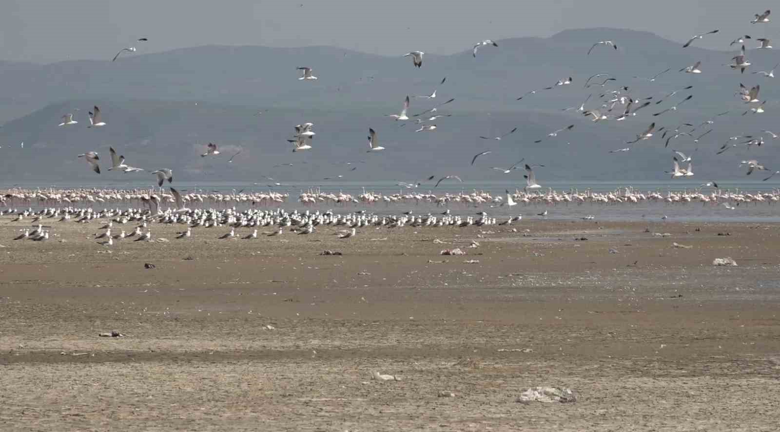 Van Gölü Havzası misafirlerini ağırlıyor