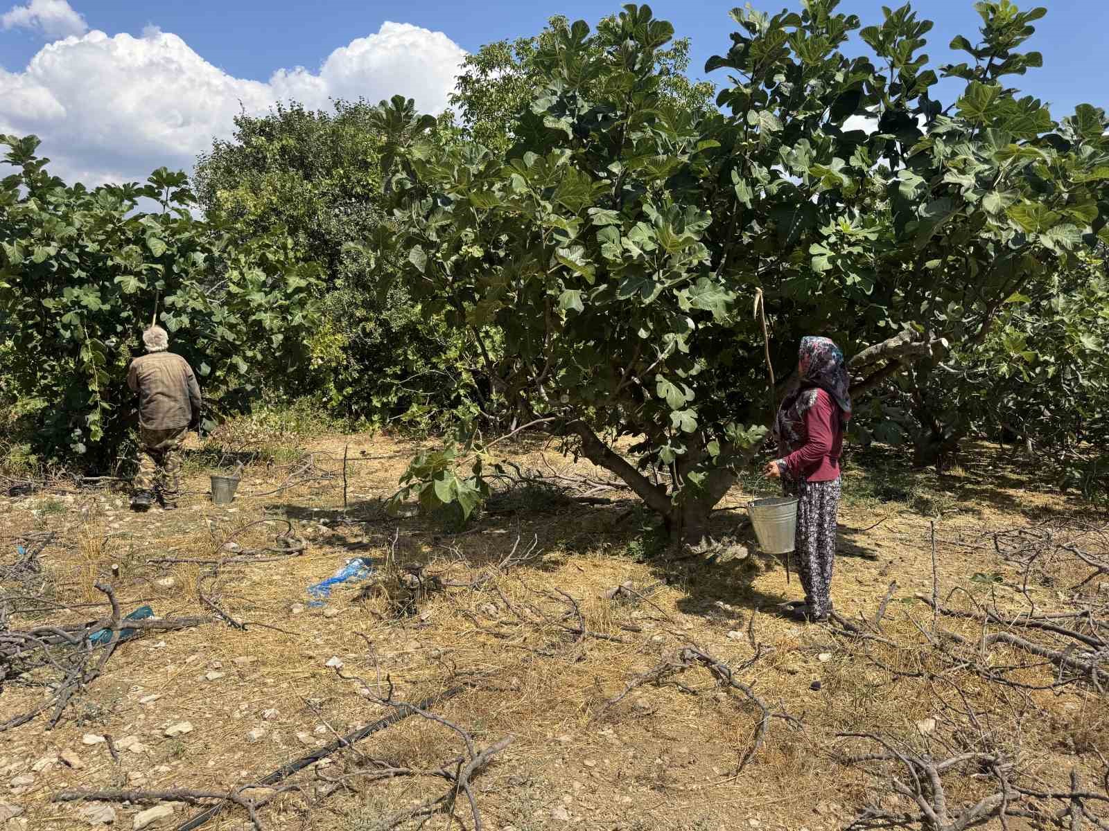 Antalya’da siyah incir hasadı başladı