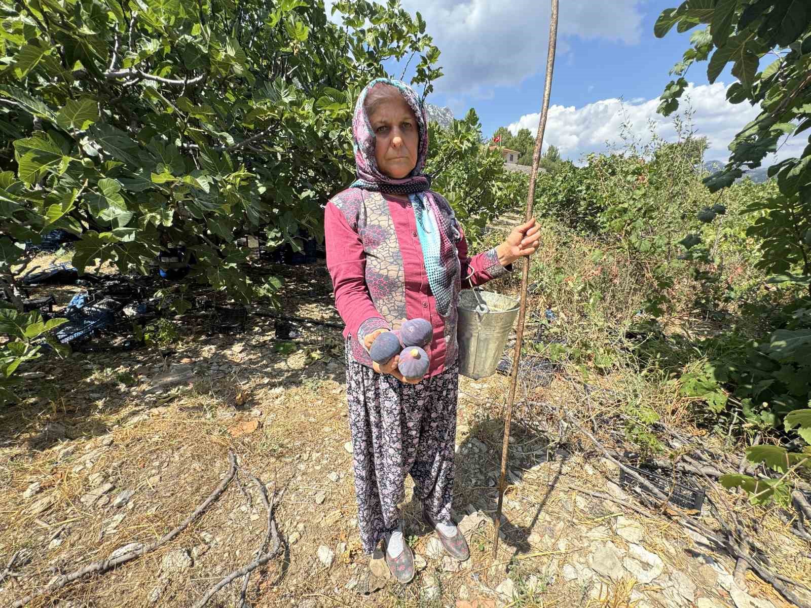 Antalya’da siyah incir hasadı başladı