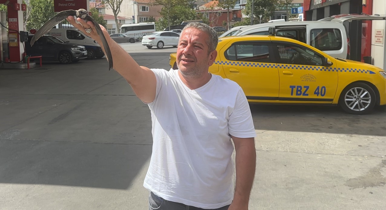 Beyoğlu’nda taksici bitkin halde bulduğu ebabil kuşunu korumaya aldı