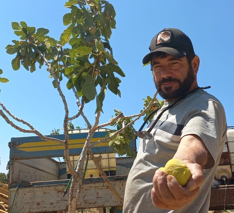 Başkasının kollarıyla incir hasadı yapıyor