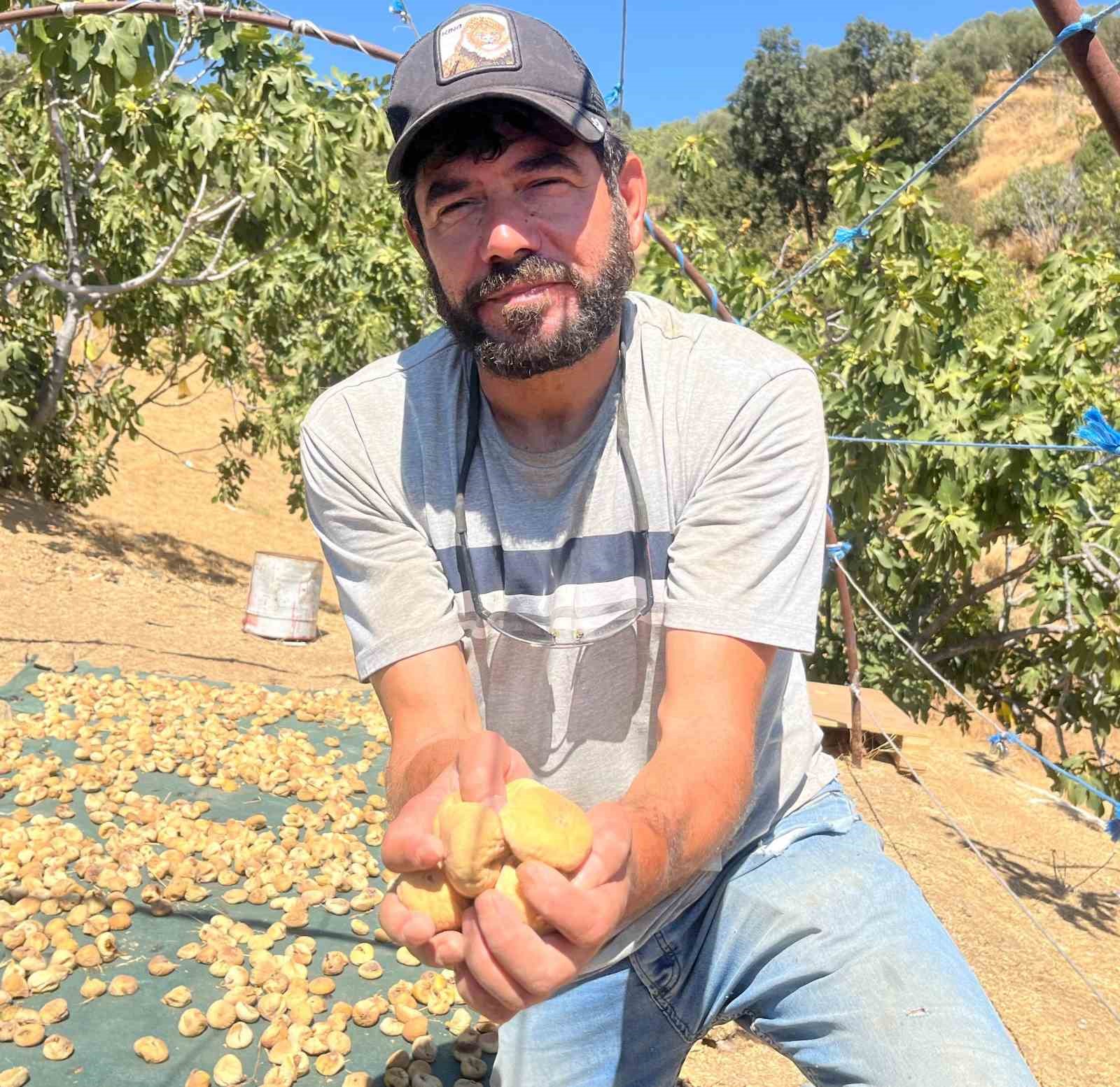 Başkasının kollarıyla incir hasadı yapıyor