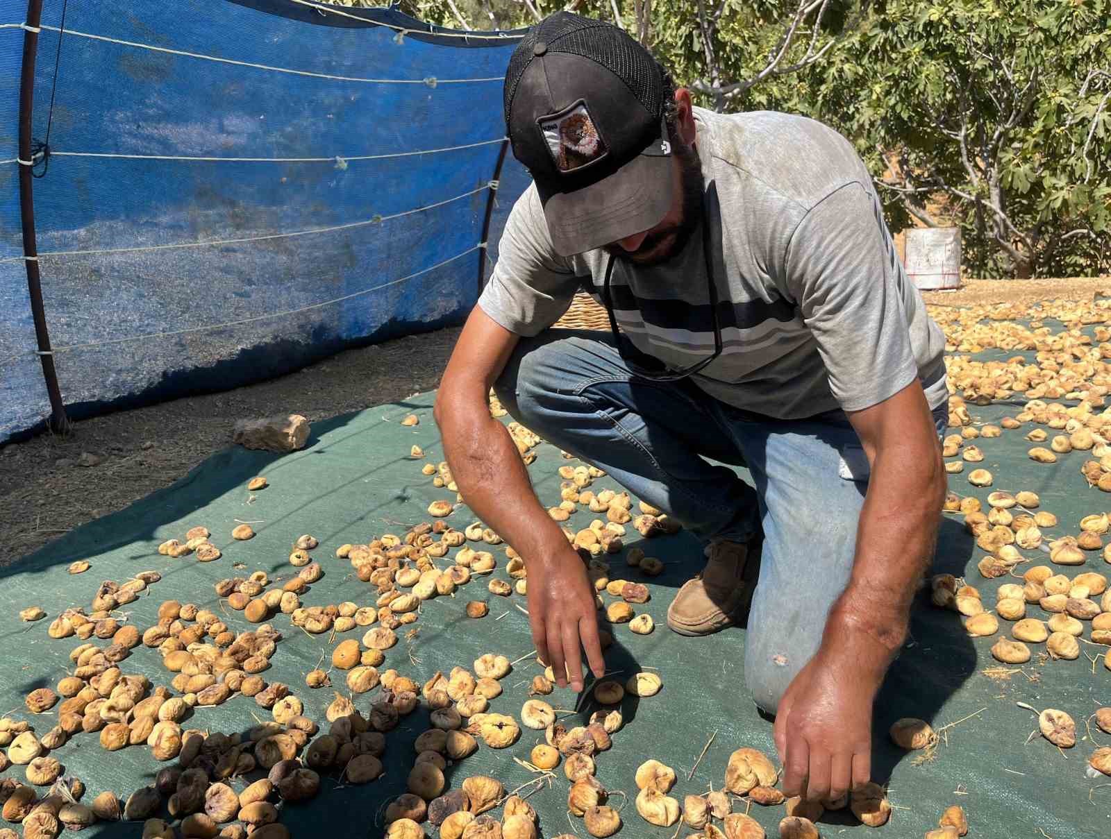 Başkasının kollarıyla incir hasadı yapıyor
