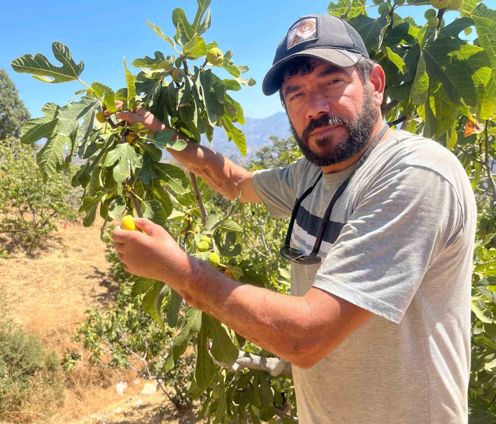 Başkasının kollarıyla incir hasadı yapıyor