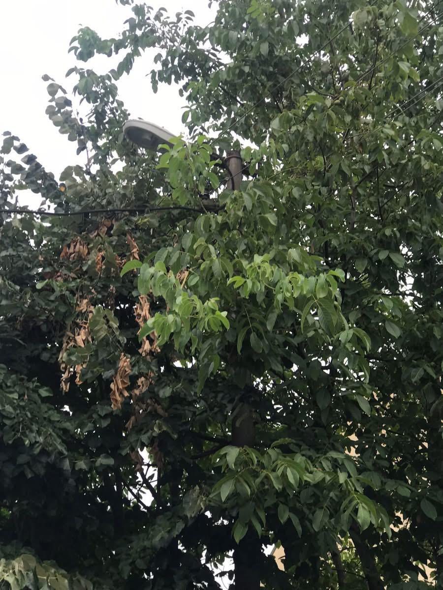 Ağaçların içinden geçen elektrik telleri tehlike saçıyor