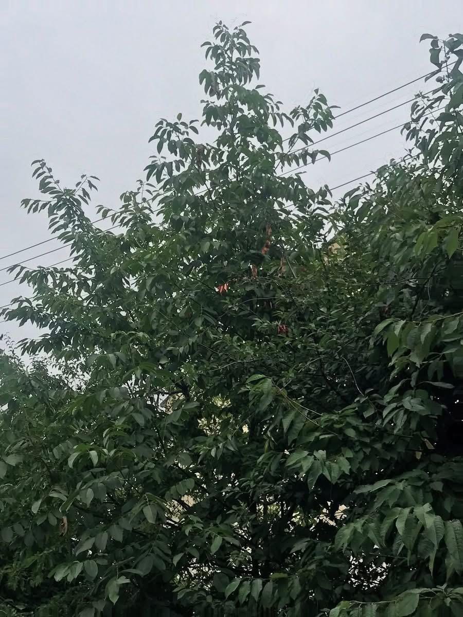 Ağaçların içinden geçen elektrik telleri tehlike saçıyor