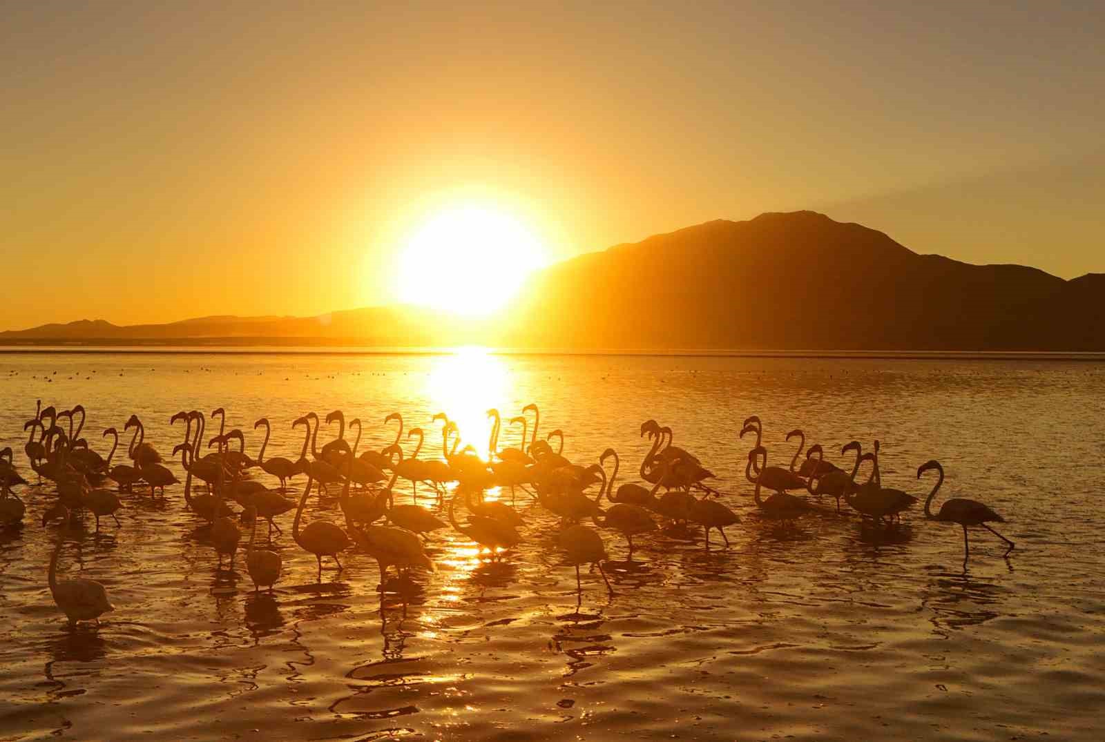 Van Gölü’nde gün batımıyla flamingoların güzelliği