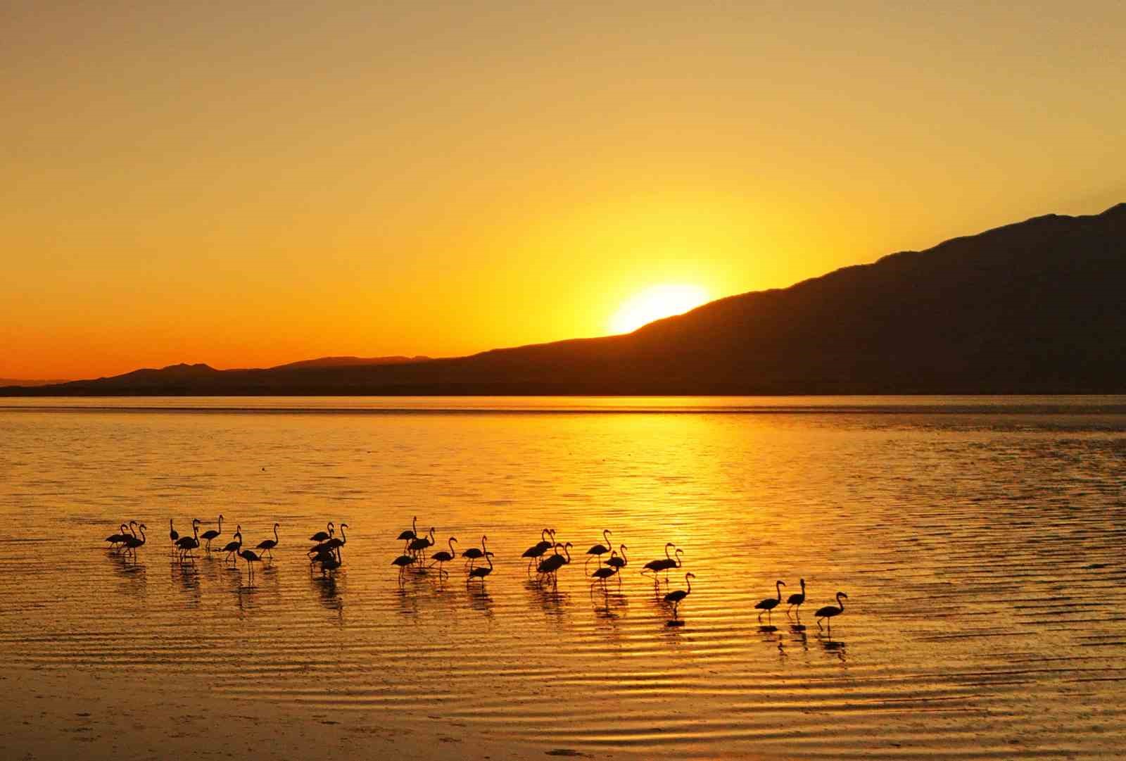 Van Gölü’nde gün batımıyla flamingoların güzelliği