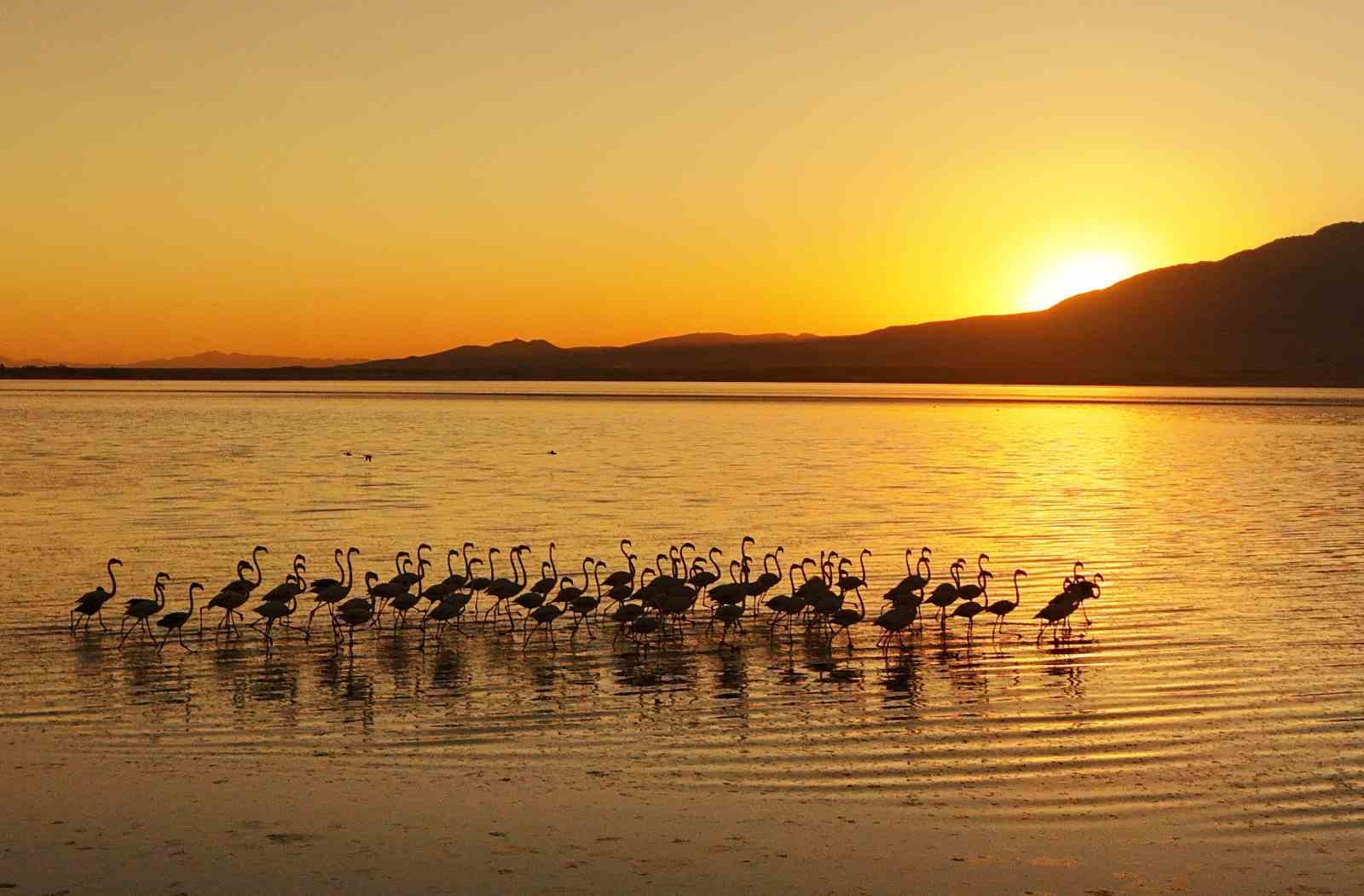Van Gölü’nde gün batımıyla flamingoların güzelliği