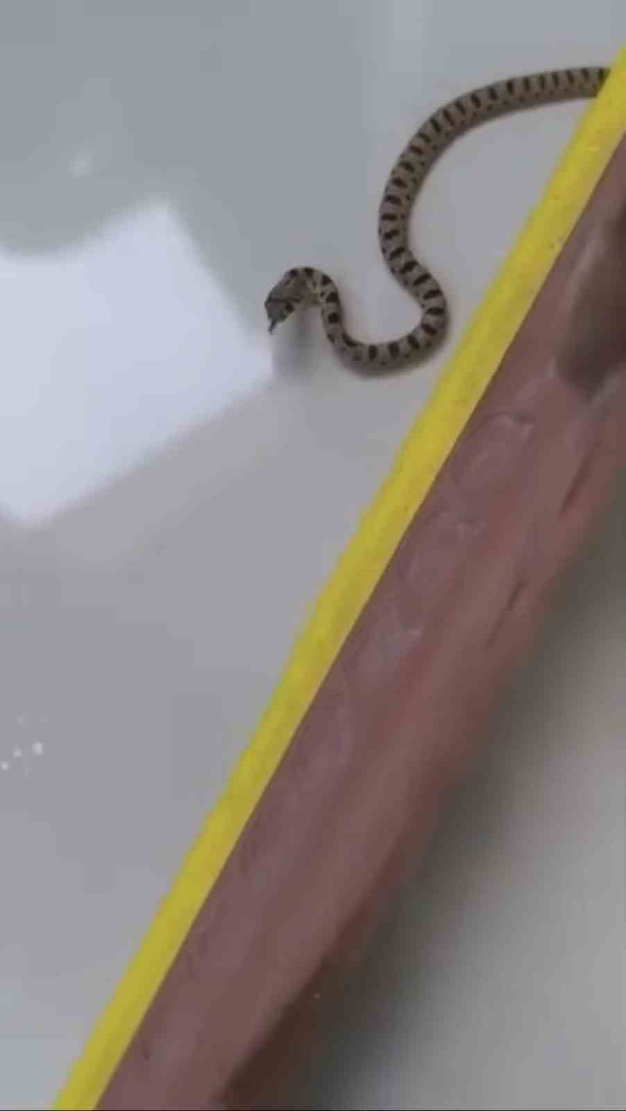 Mardin’de apartmanın 8’inci katında yılan paniği