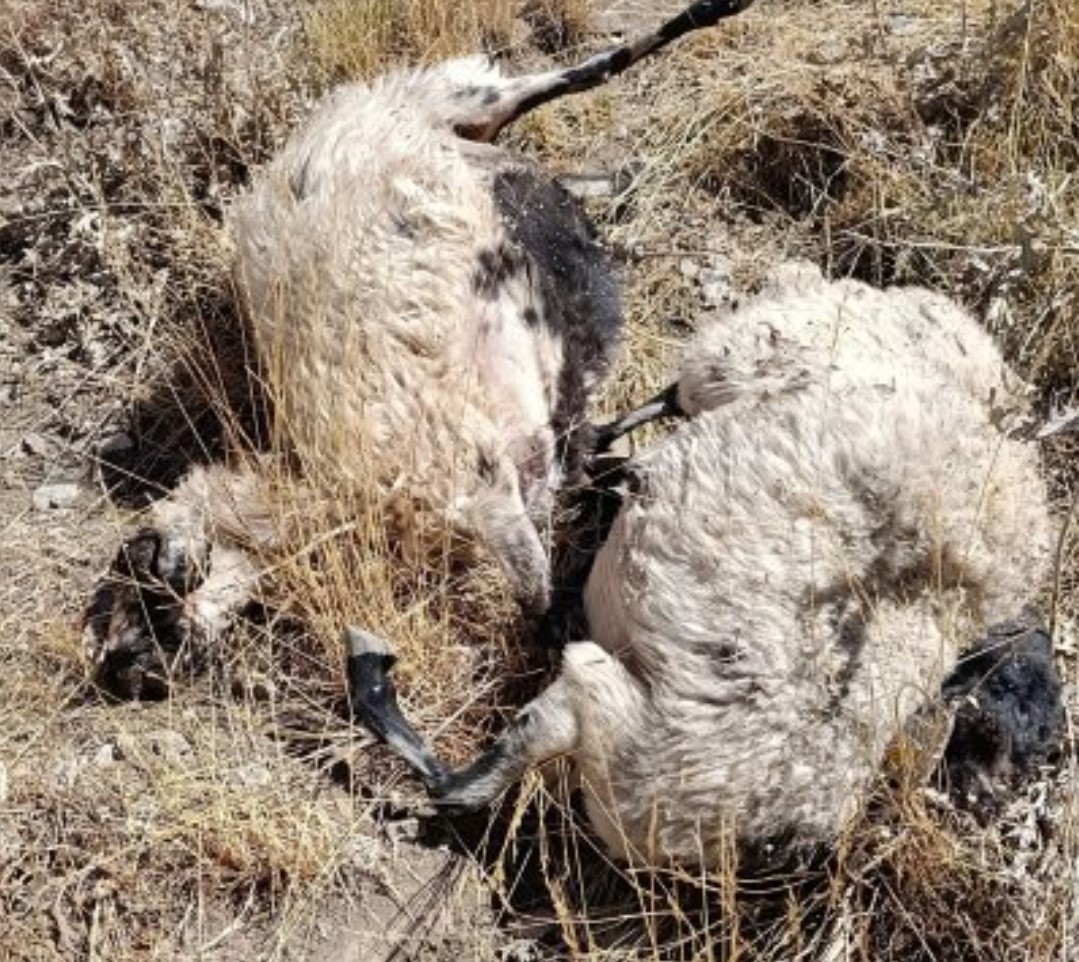 Başkale’de kurt saldırısı: Onlarca koyun telef oldu