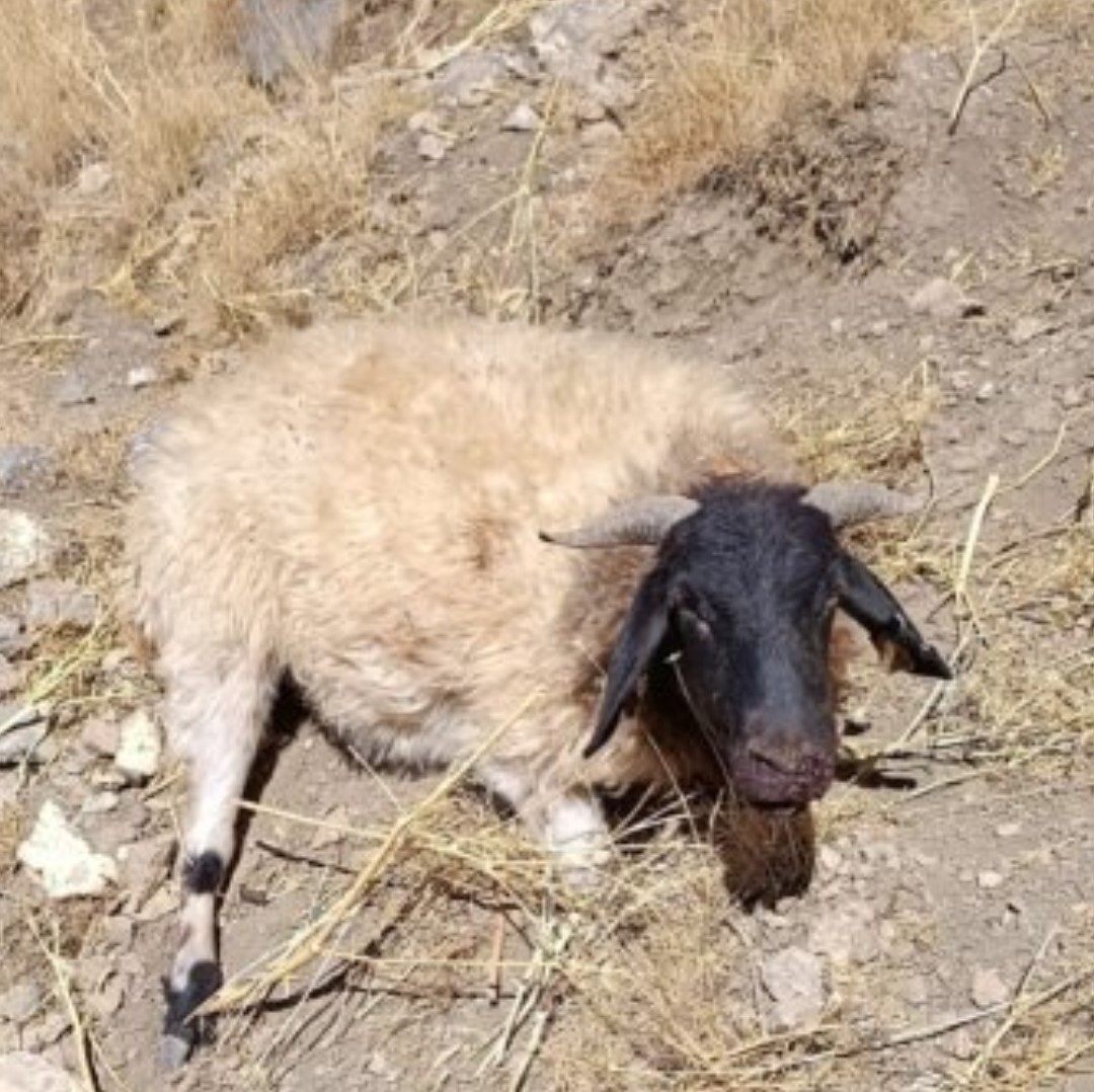 Başkale’de kurt saldırısı: Onlarca koyun telef oldu