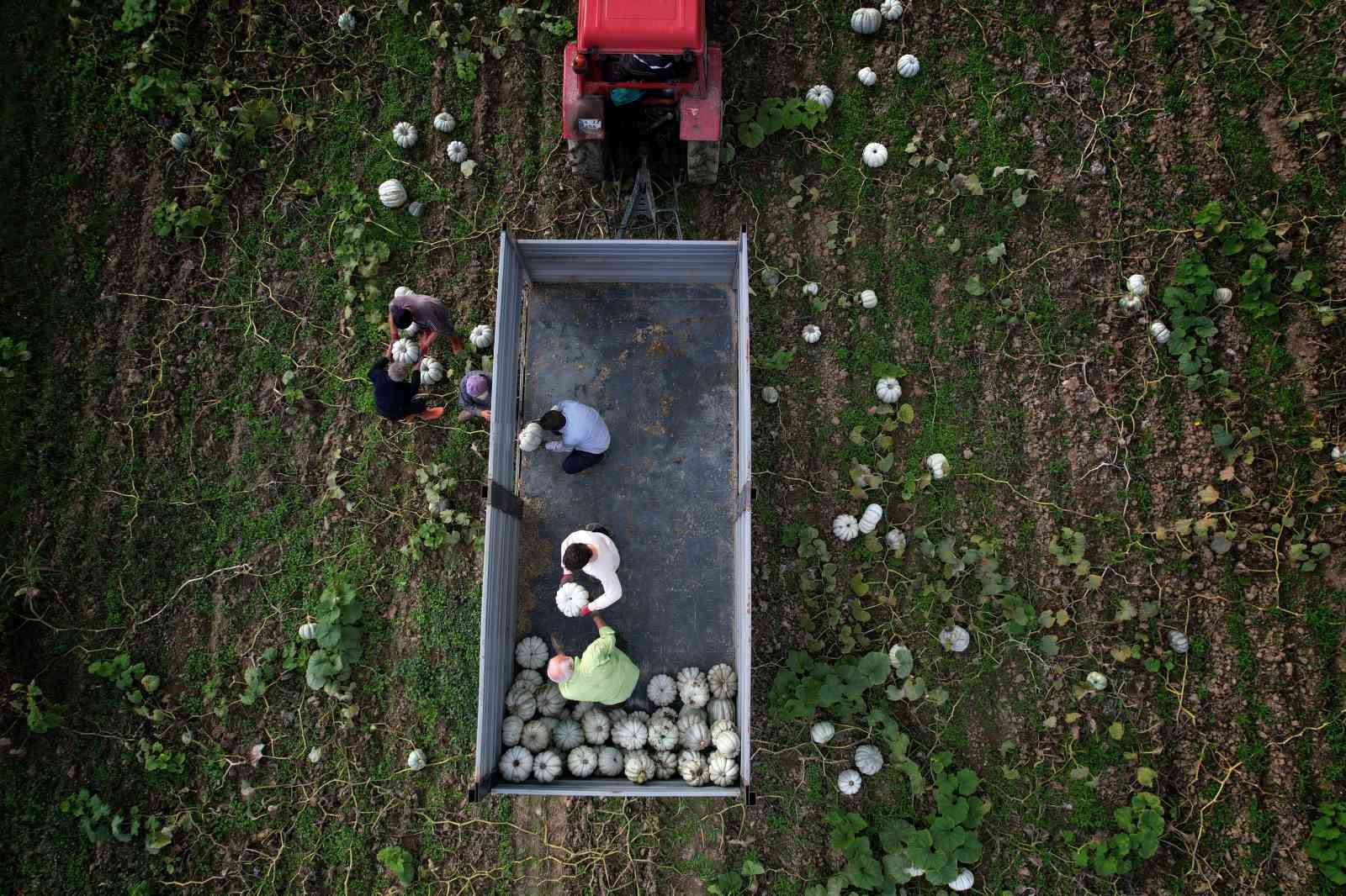 Sakarya’da ‘Beyaz Elmas’ tarlalarda parlamaya başladı