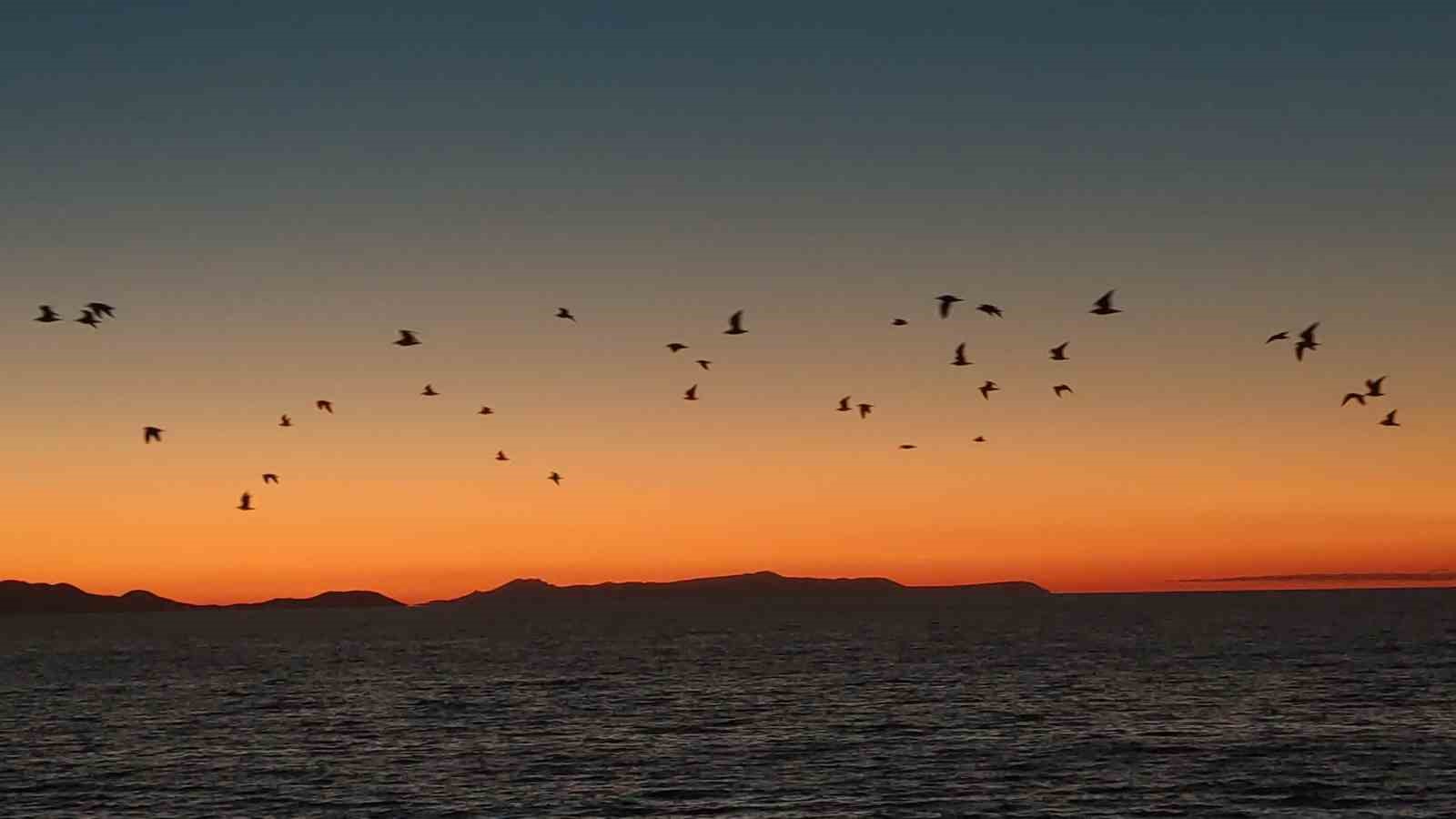 Van Gölü sahillerinde kuşların akşam göçü