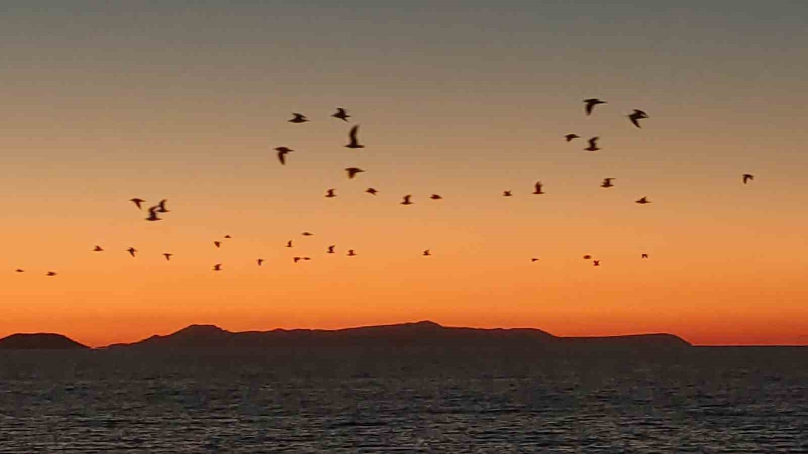 Van Gölü sahillerinde kuşların akşam göçü