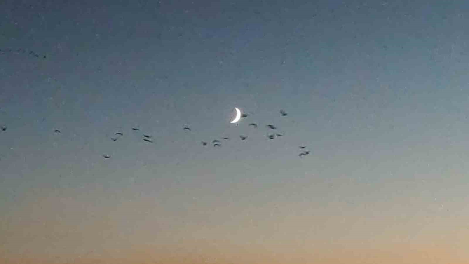 Van Gölü sahillerinde kuşların akşam göçü