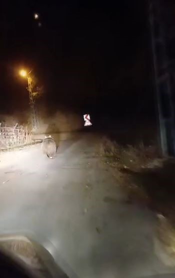 Köpek sandığı ayıyı cep telefonu ile görüntüledi, ‘koca oğlan’ diye seslendi