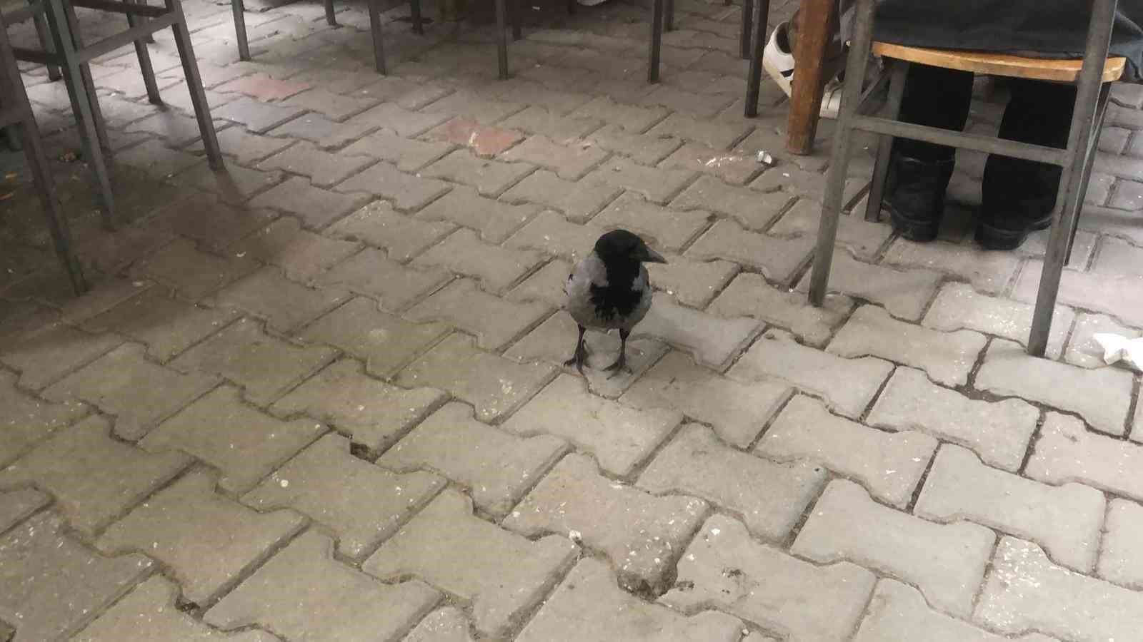 Kahvehane bağımlısı karga mahallenin maskotu haline geldi