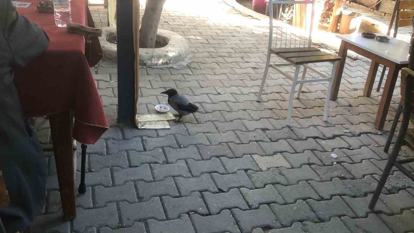 Kahvehane bağımlısı karga mahallenin maskotu haline geldi