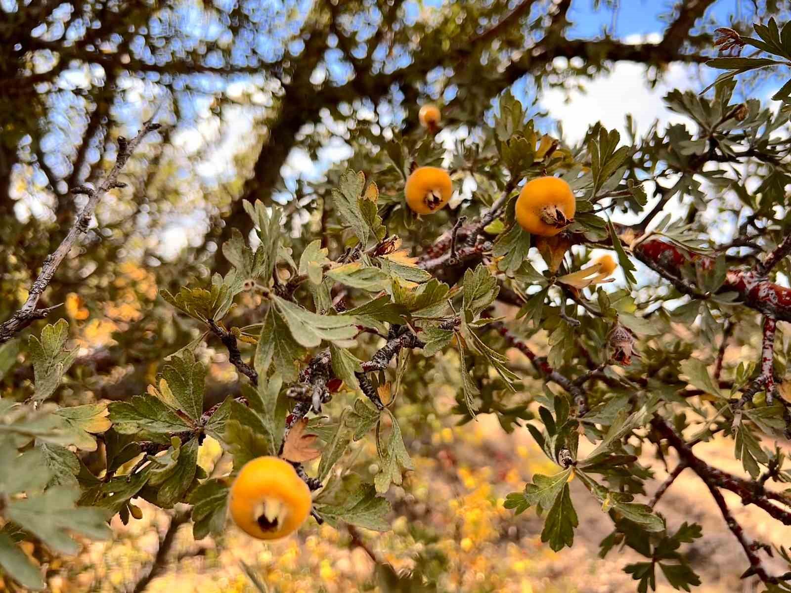 Ankara’nın dağlarında yetişen şifa: 