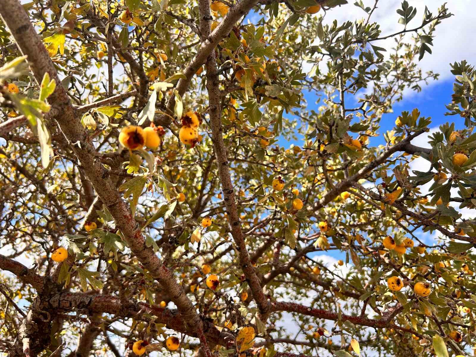 Ankara’nın dağlarında yetişen şifa: 