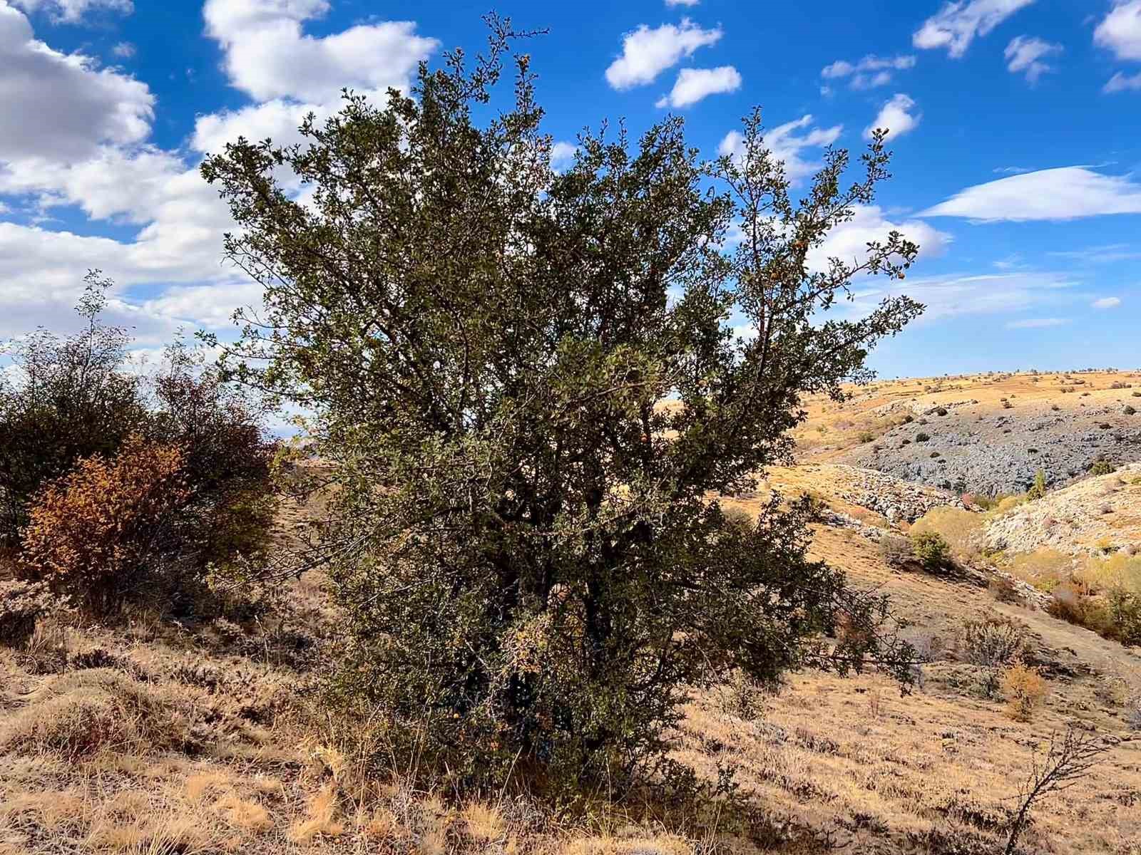 Ankara’nın dağlarında yetişen şifa: 