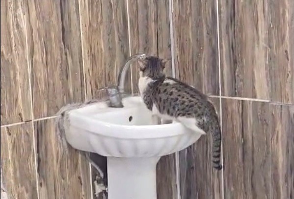 Acil serviste lavaboya çıkan kedi musluğu açıp su içti