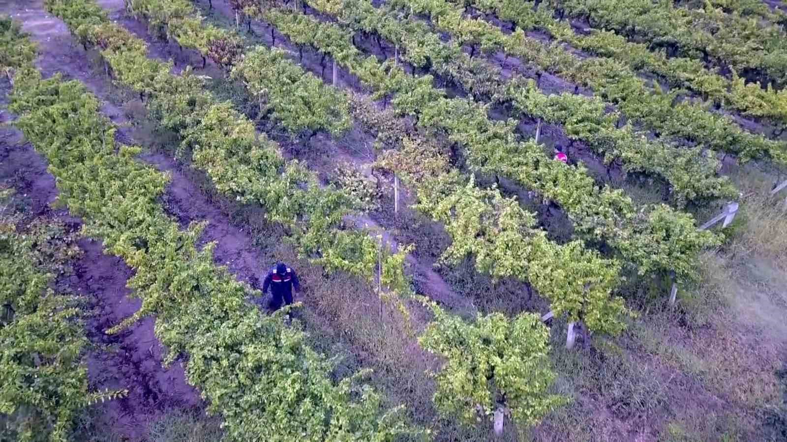 Bir yıllık emekleri çalınmasın diye gece gündüz nöbet tutuyorlar