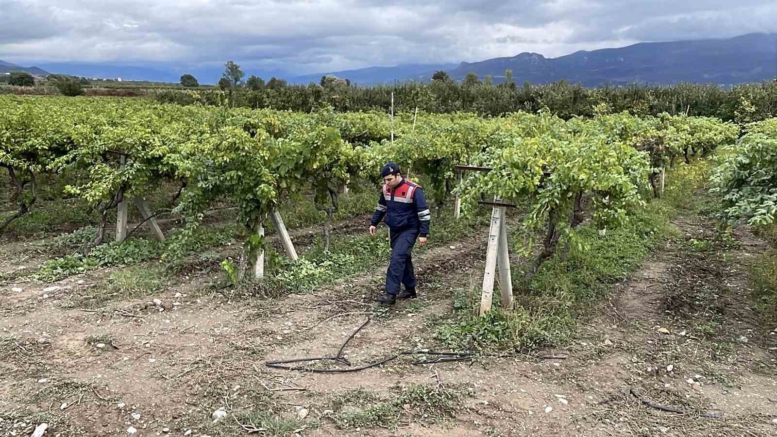 Bir yıllık emekleri çalınmasın diye gece gündüz nöbet tutuyorlar