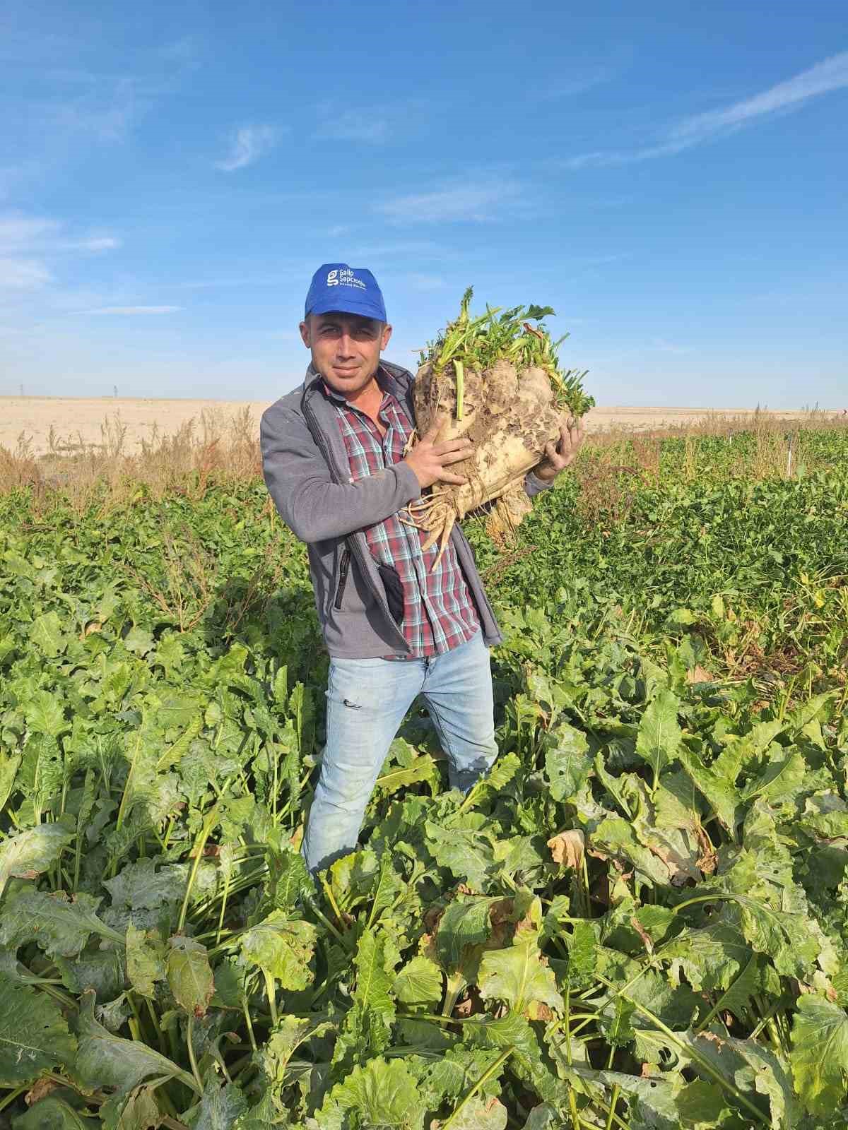 Hasat edilen 24 kiloluk şeker pancarları şaşırttı