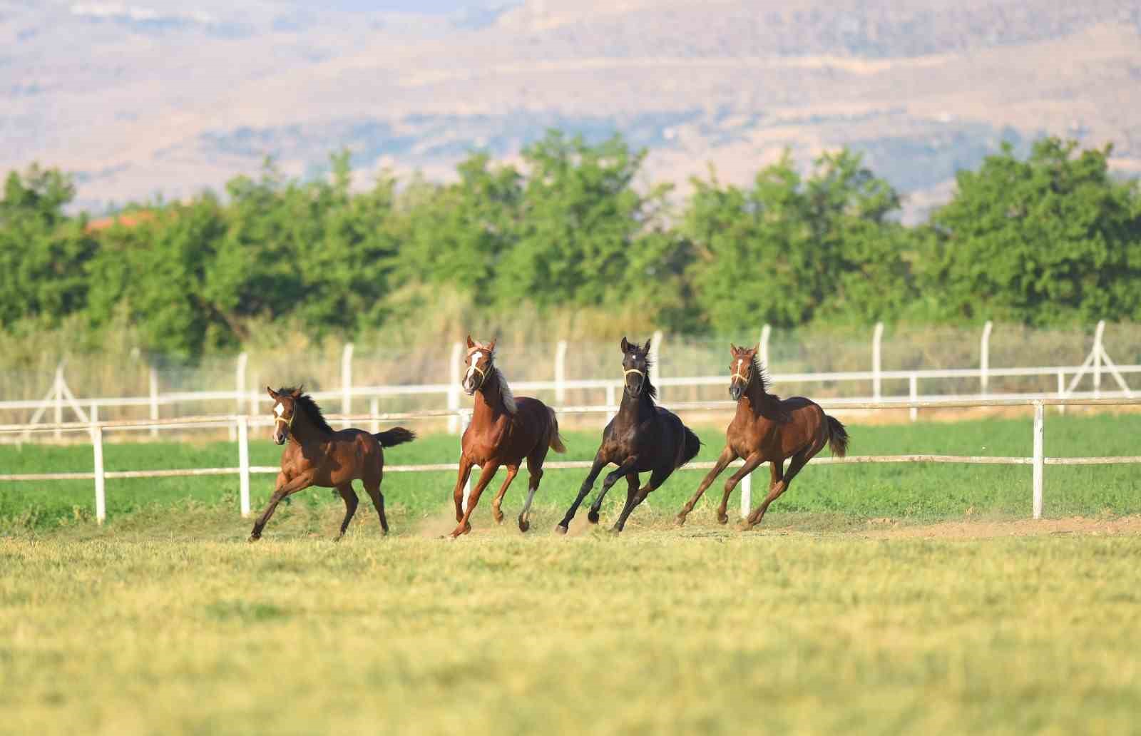 Milyonluk taylar görücüye çıkmaya hazırlanıyor