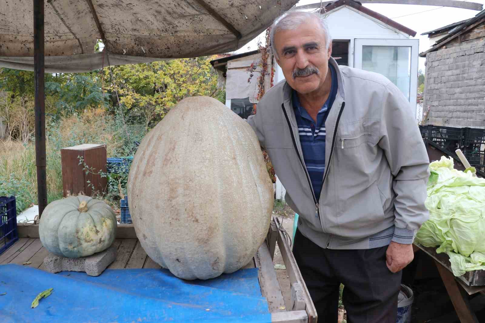 Ata tohumu 51 kiloluk dev kabak ilgi odağı oldu