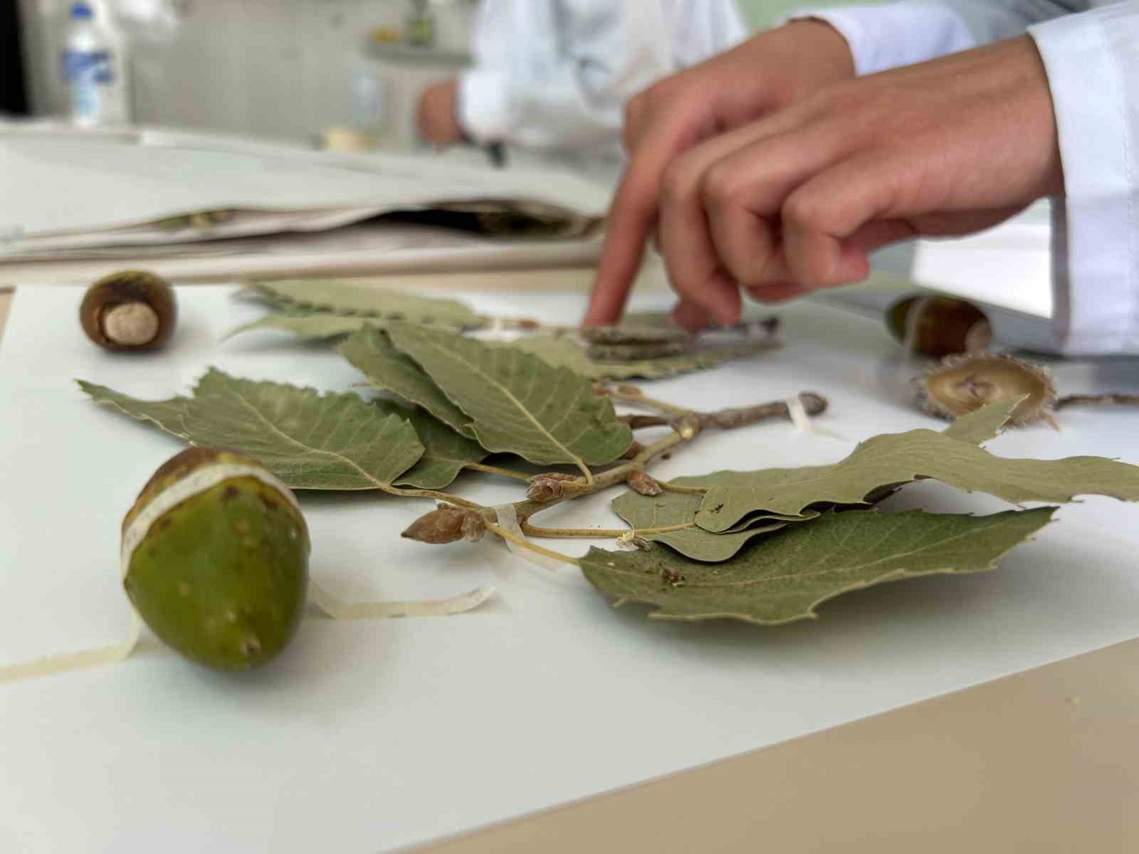 90 bin bitki örneğiyle bilimsel bir hazine: VANF Herbaryumu