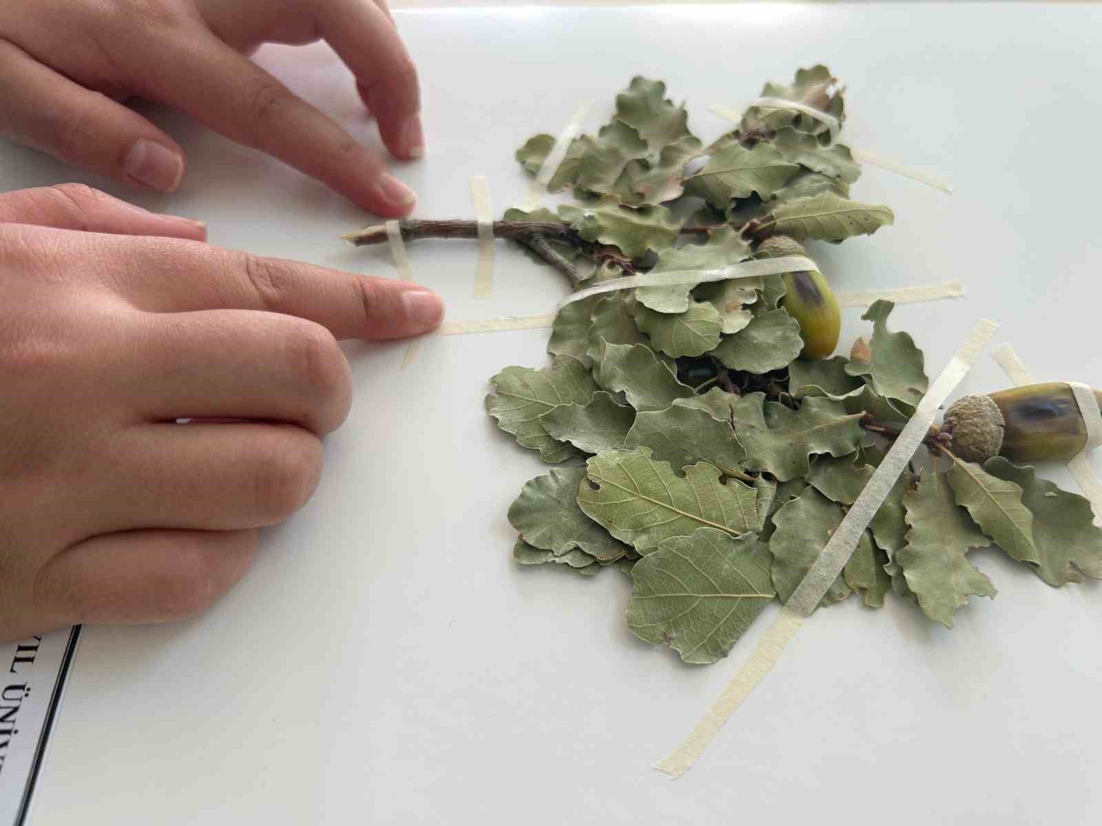 90 bin bitki örneğiyle bilimsel bir hazine: VANF Herbaryumu