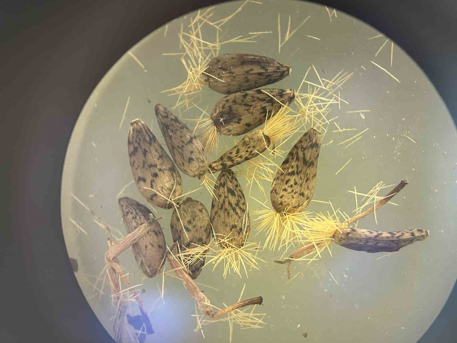 90 bin bitki örneğiyle bilimsel bir hazine: VANF Herbaryumu