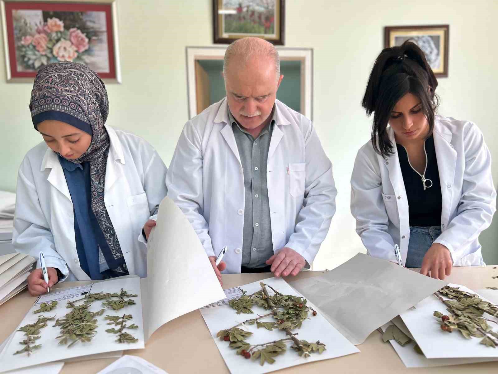 90 bin bitki örneğiyle bilimsel bir hazine: VANF Herbaryumu