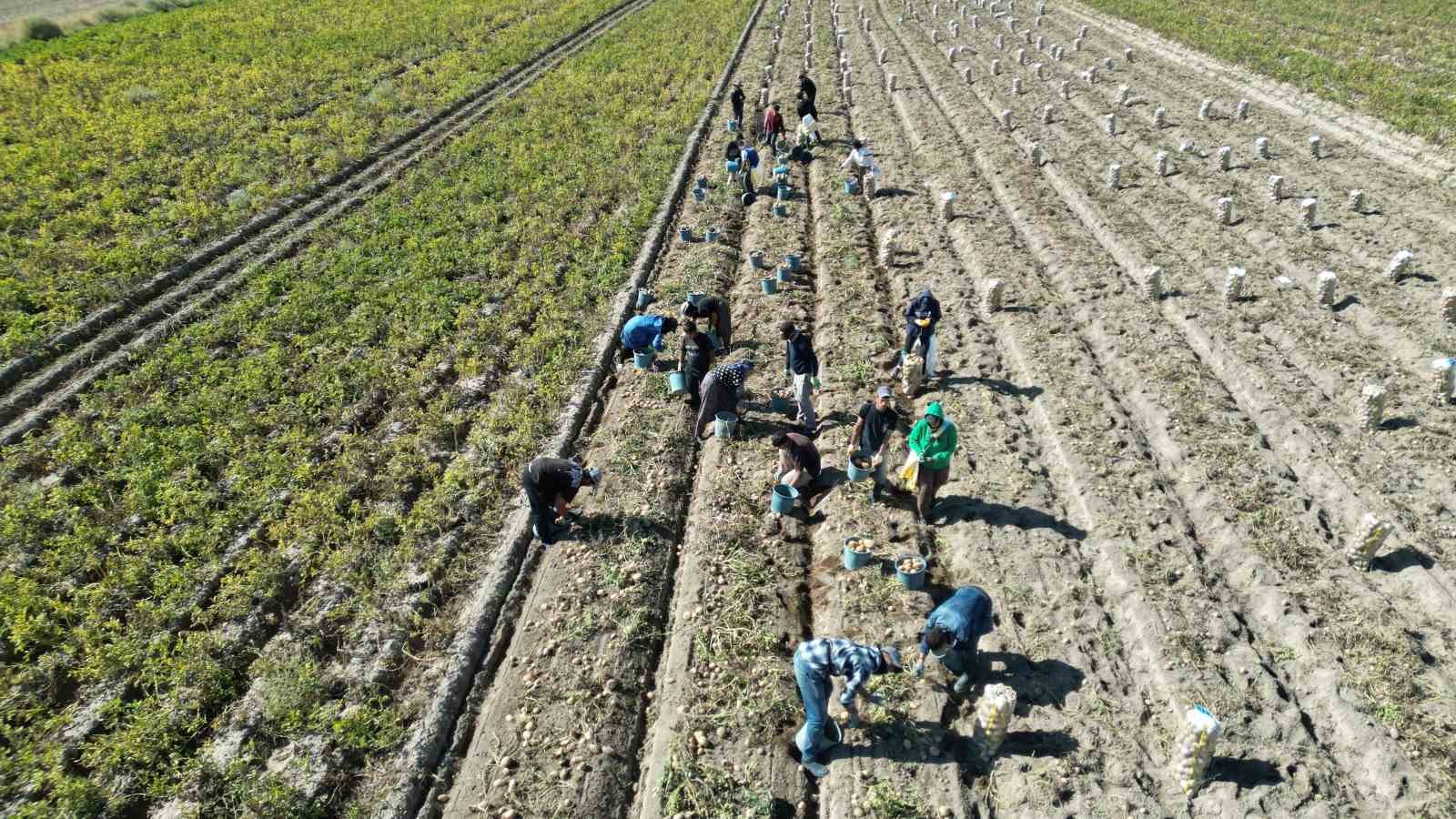 Erciş’te patates hasadı başladı