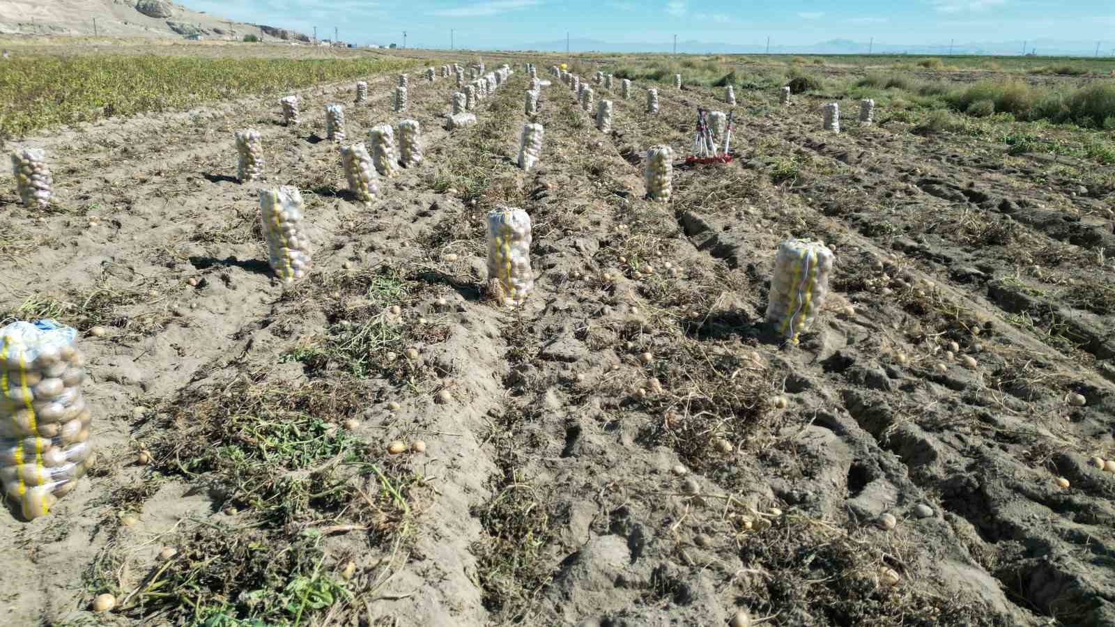 Erciş’te patates hasadı başladı