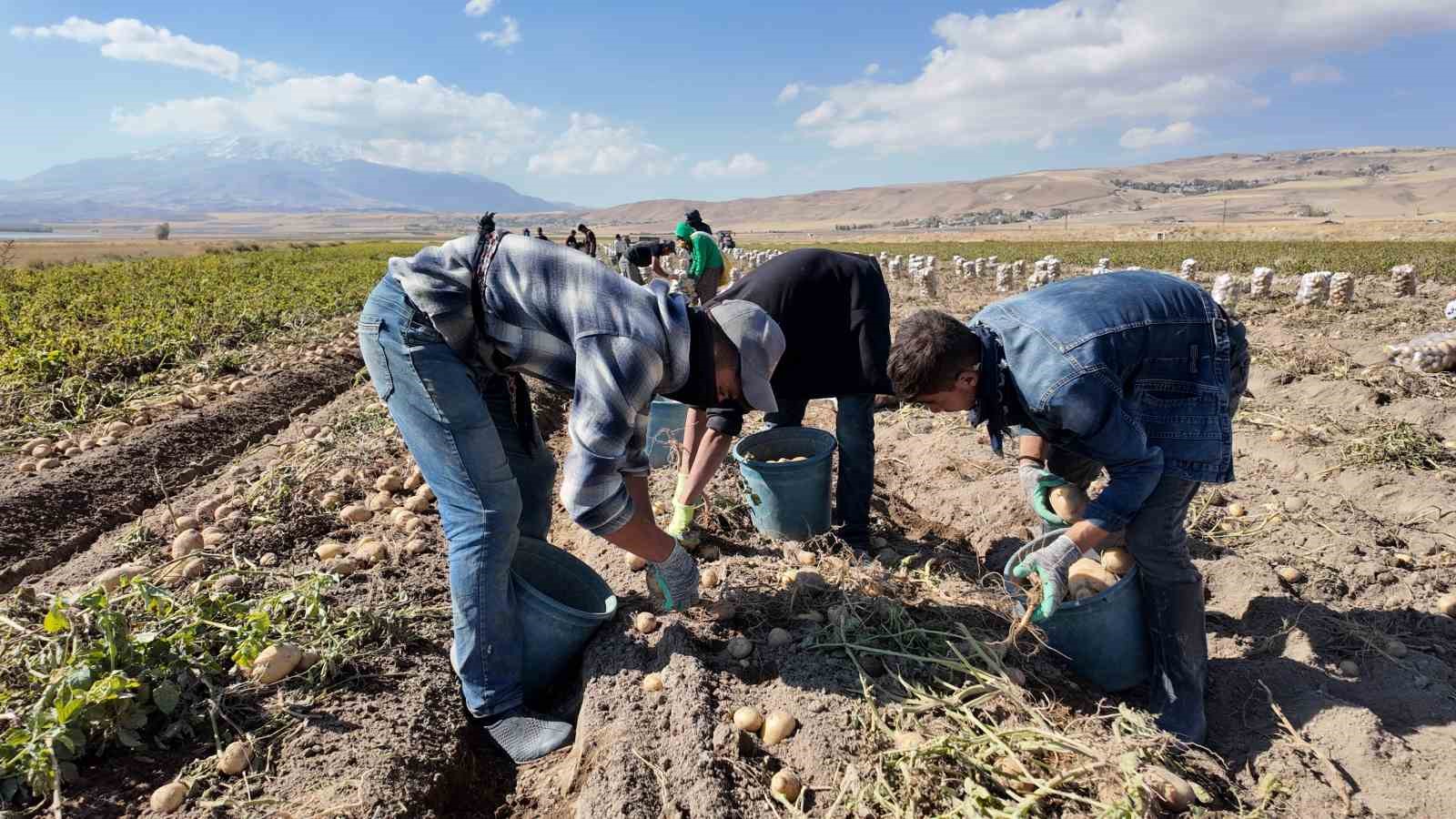 Erciş’te patates hasadı başladı