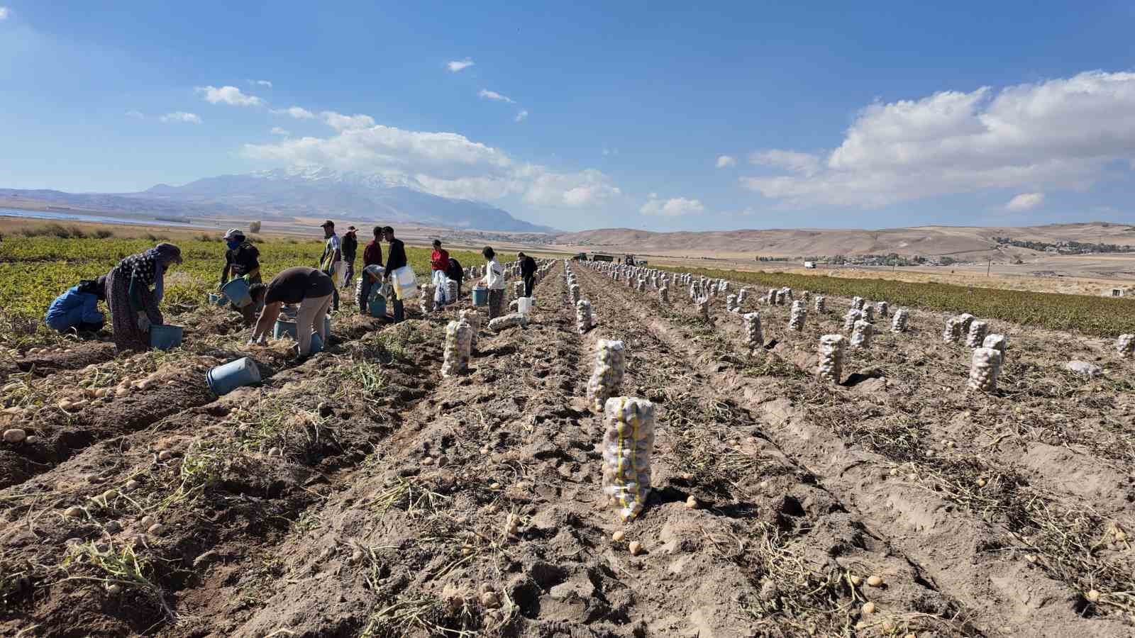 Erciş’te patates hasadı başladı