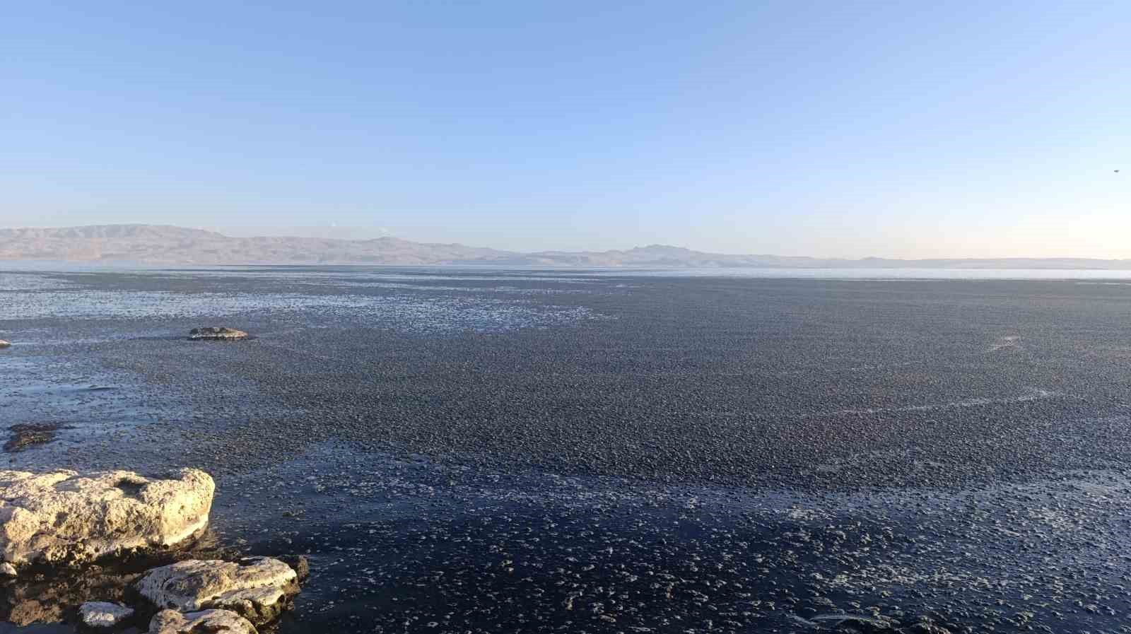 Van Gölü kıyısında yosun tabakası oluştu