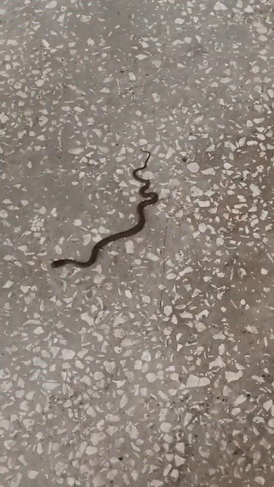 Okul koridorunda yılan paniği