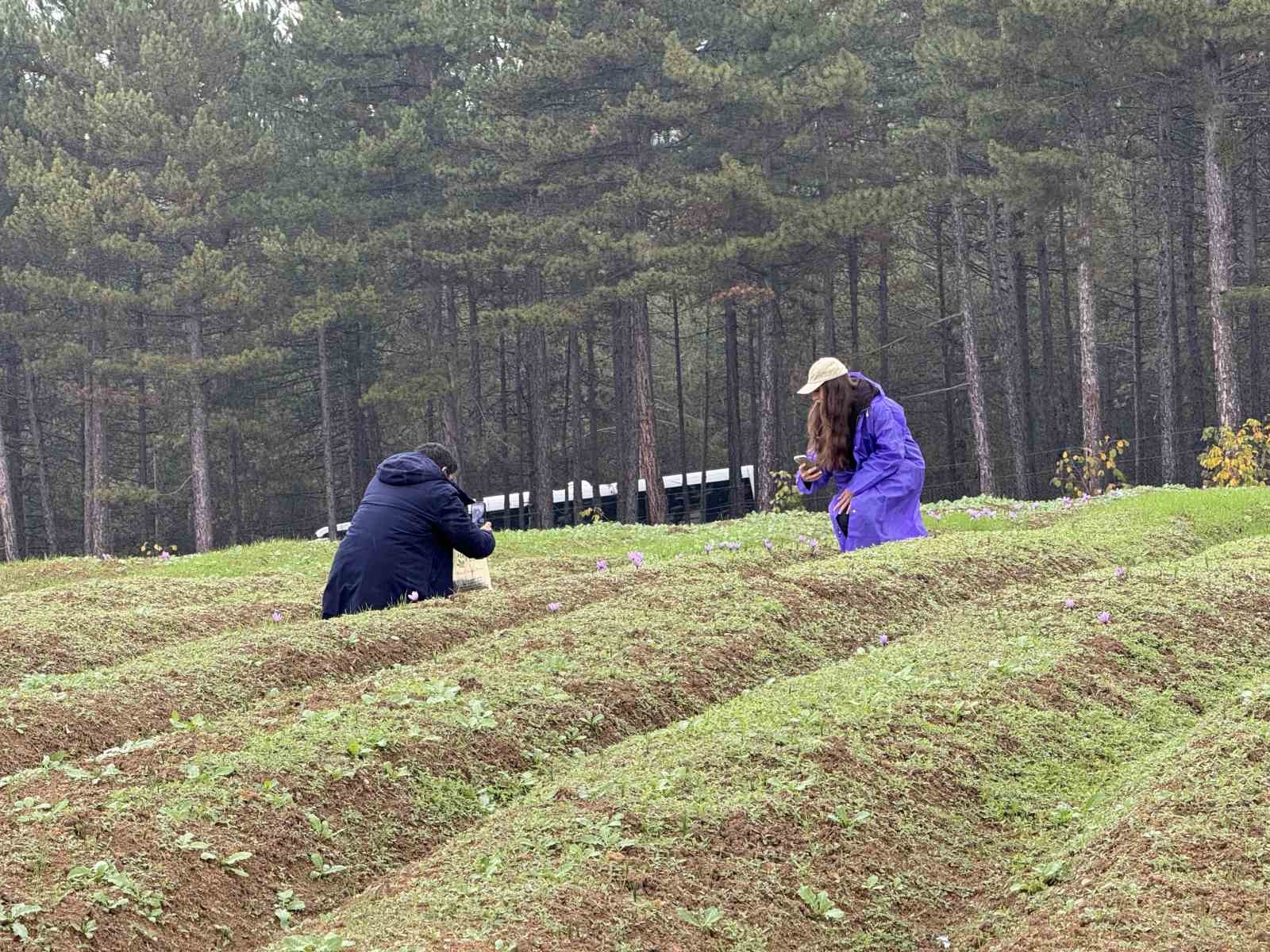 ’Dünyanın en pahalı baharatı’ safranın kilogramı 600 bin liradan satılacak