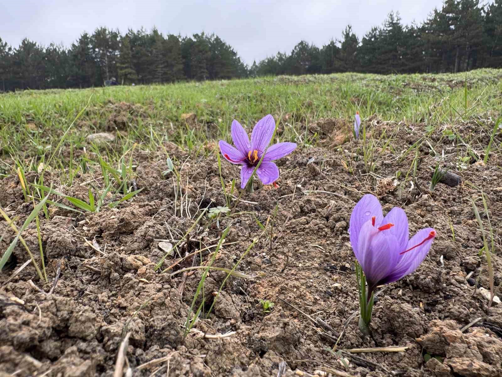 ’Dünyanın en pahalı baharatı’ safranın kilogramı 600 bin liradan satılacak