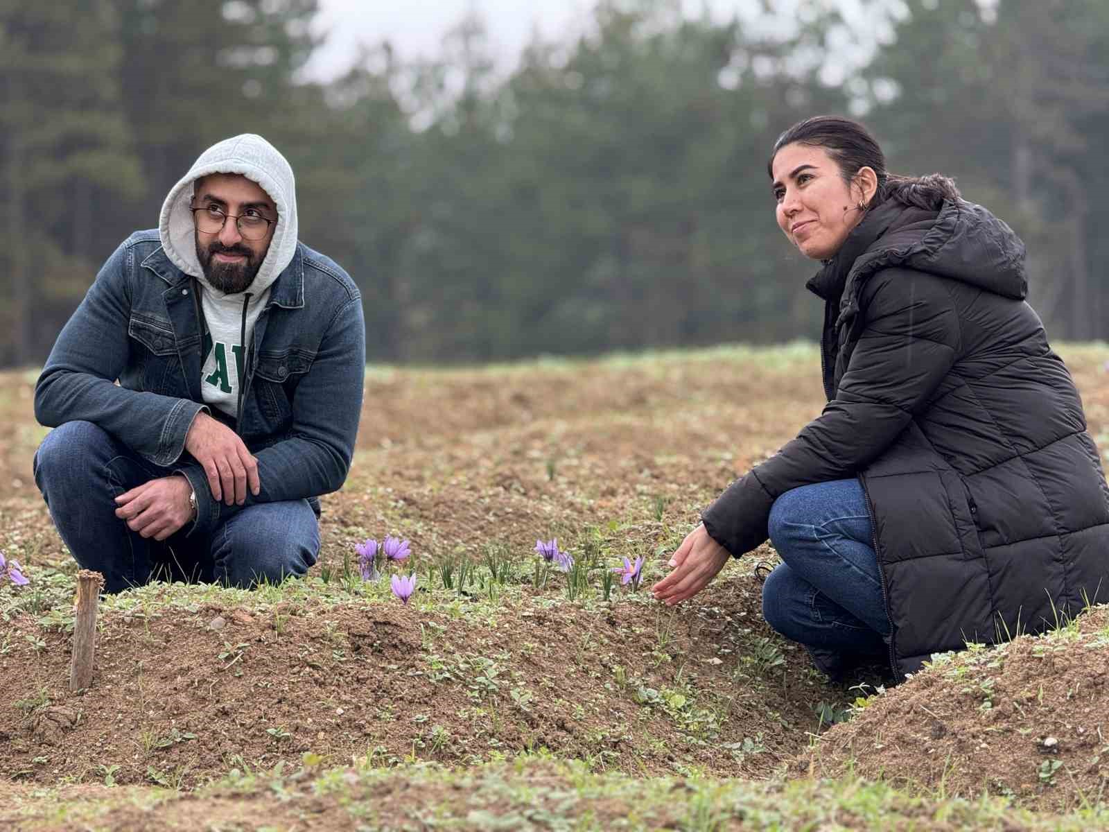 ’Dünyanın en pahalı baharatı’ safranın kilogramı 600 bin liradan satılacak