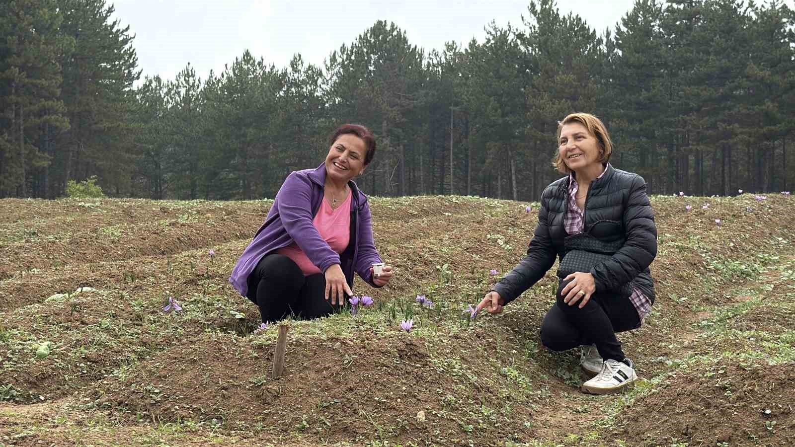 ’Dünyanın en pahalı baharatı’ safranın kilogramı 600 bin liradan satılacak