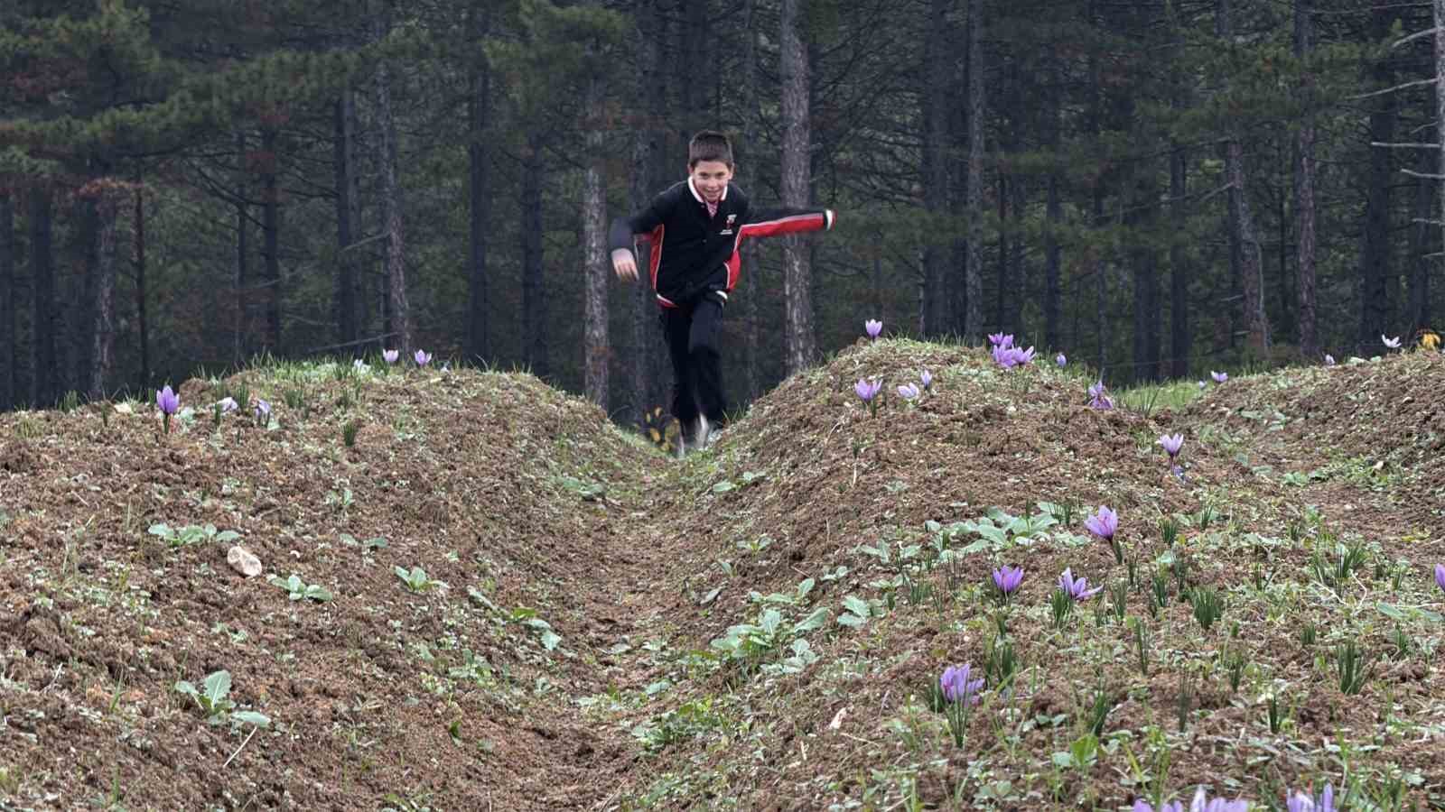 ’Dünyanın en pahalı baharatı’ safranın kilogramı 600 bin liradan satılacak